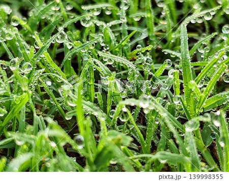 close up photo of wet green grass after rain with beautiful water balls 139998355