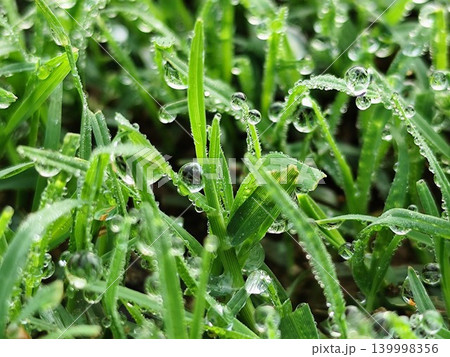 close up photo of wet green grass after rain with beautiful water balls close up photo of wet green grass after rain with beautiful water balls 139998356