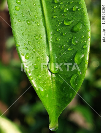 close up photo of wet green leaves after rain 139998364