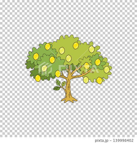 Lemon tree; fresh yellow lemons growing on the tree. Lemon tree; fresh yellow lemons growing on the tree. 139998402