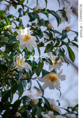 青空を背景に咲く白いサザンカの花 139998536