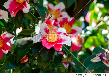 サザンカの花のクローズアップ サザンカの花のクローズアップ 139998541
