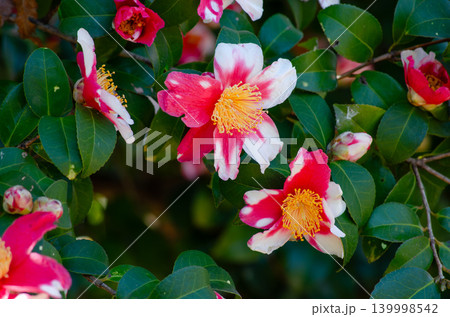 サザンカの花のクローズアップ 139998542