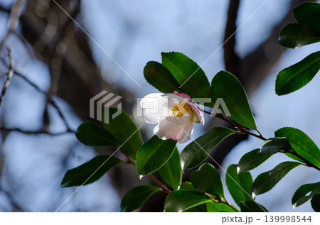 サザンカの花のクローズアップ サザンカの花のクローズアップ 139998544