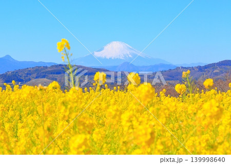 二宮町吾妻山公園 菜の花畑と富士山 二宮町吾妻山公園 菜の花畑と富士山 139998640