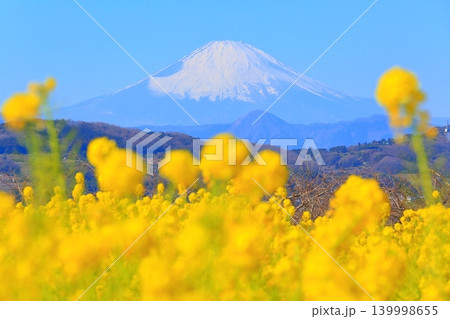 二宮町吾妻山公園 菜の花畑と富士山 二宮町吾妻山公園 菜の花畑と富士山 139998655
