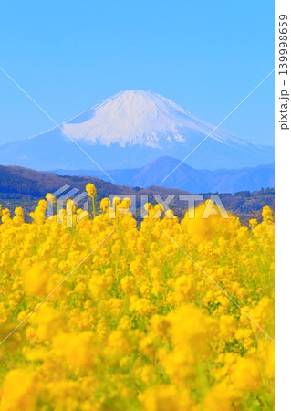二宮町吾妻山公園 菜の花畑と富士山 二宮町吾妻山公園 菜の花畑と富士山 139998659