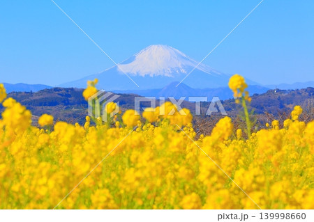 二宮町吾妻山公園 菜の花畑と富士山 二宮町吾妻山公園 菜の花畑と富士山 139998660