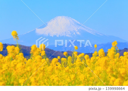 二宮町吾妻山公園 菜の花畑と富士山 二宮町吾妻山公園 菜の花畑と富士山 139998664