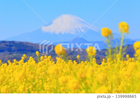 二宮町吾妻山公園 菜の花畑と富士山 139998665