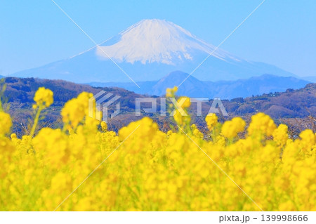 二宮町吾妻山公園 菜の花畑と富士山 二宮町吾妻山公園 菜の花畑と富士山 139998666