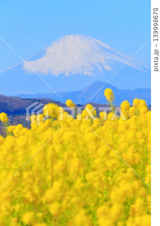 二宮町吾妻山公園 菜の花畑と富士山 二宮町吾妻山公園 菜の花畑と富士山 139998678