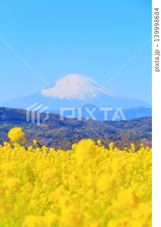 二宮町吾妻山公園 菜の花畑と富士山 139998684