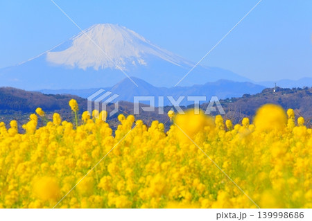二宮町吾妻山公園 菜の花畑と富士山 二宮町吾妻山公園 菜の花畑と富士山 139998686