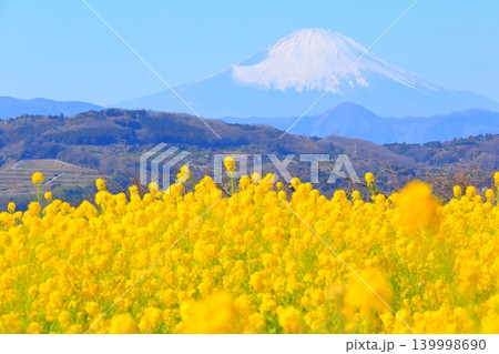 二宮町吾妻山公園 菜の花畑と富士山 二宮町吾妻山公園 菜の花畑と富士山 139998690