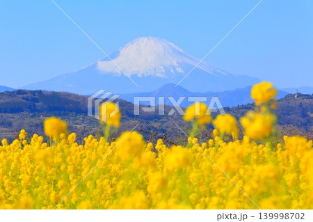 二宮町吾妻山公園 菜の花畑と富士山 二宮町吾妻山公園 菜の花畑と富士山 139998702