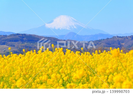 二宮町吾妻山公園 菜の花畑と富士山 139998703