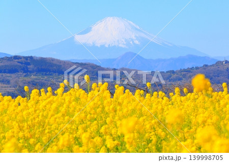 二宮町吾妻山公園 菜の花畑と富士山 二宮町吾妻山公園 菜の花畑と富士山 139998705