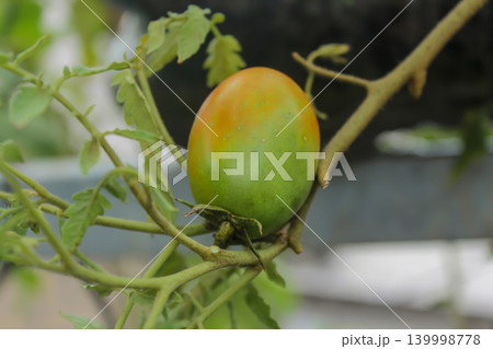 Ripening Tomato Growing on Plant in Garden Close Up, Organic Agriculture Concept 139998778