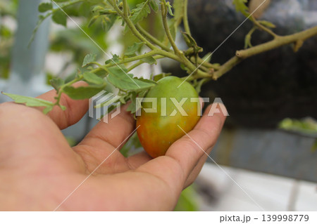 Hand Holding Ripening Tomato on Plant in Home Garden, Organic Tomato Harvest Close Up 139998779