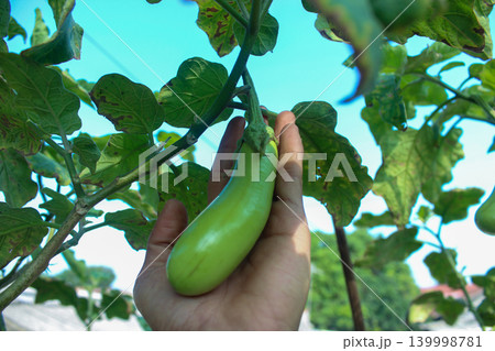 Fresh Green Eggplant Growing on Plant with Hand Holding in Organic Garden 139998781