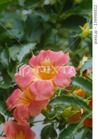 オレンジ色のノウゼンカズラの花 オレンジ色のノウゼンカズラの花 139998812