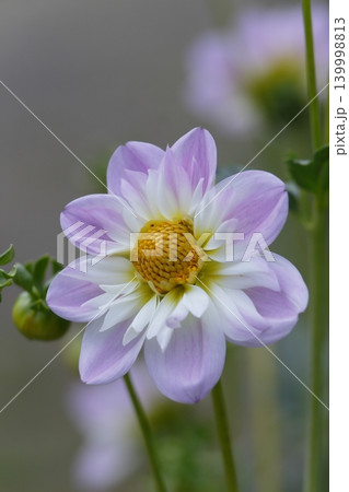 薄紫色のダリアの花 薄紫色のダリアの花 139998813