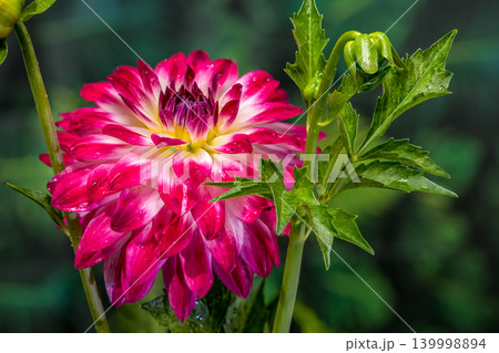 Vibrant Red and White Dahlia Flower with Fresh Green Buds Vibrant Red and White Dahlia Flower with Fresh Green Buds 139998894