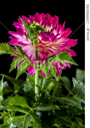 Stunning Red and White Dahlia Flower on Black Background Stunning Red and White Dahlia Flower on Black Background 139998898