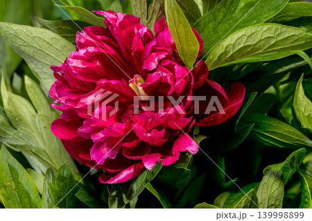 Vibrant Burgundy and Red Peony Bouquet with Leaves and Bud Vibrant Burgundy and Red Peony Bouquet with Leaves and Bud 139998899