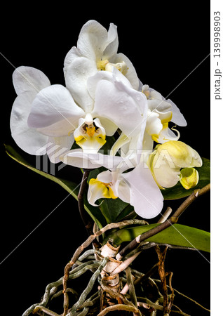 Elegant White Phalaenopsis Orchid Flowers Blooming Isolated On Black Background Elegant White Phalaenopsis Orchid Flowers Blooming Isolated On Black Background 139998903