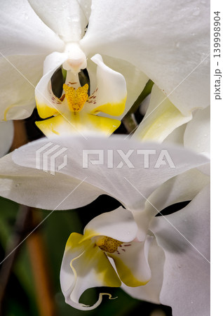 Elegant White Phalaenopsis Orchid Flowers Blooming Isolated On Black Background Elegant White Phalaenopsis Orchid Flowers Blooming Isolated On Black Background 139998904