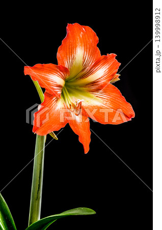 Stunning Orange Hippeastrum Amaryllis Flower Blooming Against a Solid Black Background 139998912