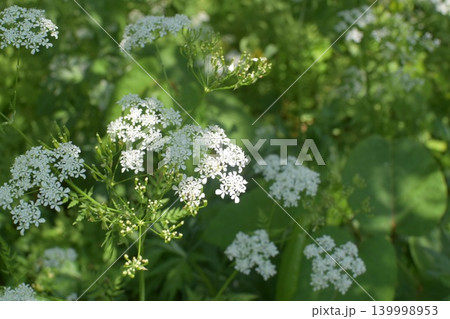 シャク（杓）の花畑、春の森 139998953