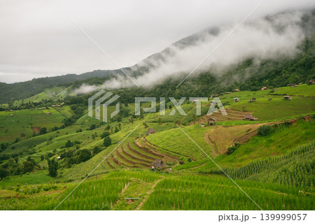 ecology travel with camping outdoor relax in rice field at chiangmai thailand in raining season ecology travel with camping outdoor relax in rice field at chiangmai thailand in raining season 139999057