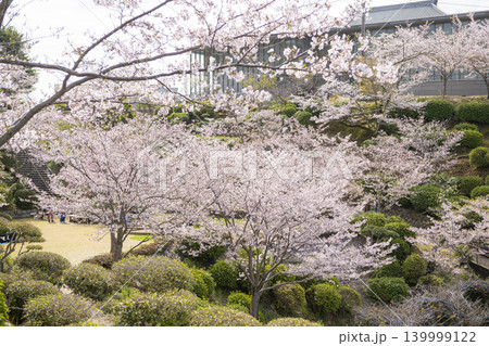 広島県尾道市の千光寺公園に咲く桜景色 広島県尾道市の千光寺公園に咲く桜景色 139999122