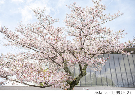 春の尾道千光寺公園を彩る満開の桜と庭園風景 春の尾道千光寺公園を彩る満開の桜と庭園風景 139999123