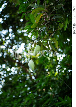 Two green mangoes hang from a lush tree branch. Thailand. Copy space. Vertical shot 139999218