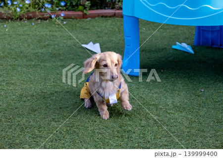 公園で遊ぶカニンヘンダックス ダックスフンド 公園で遊ぶカニンヘンダックス ダックスフンド 139999400