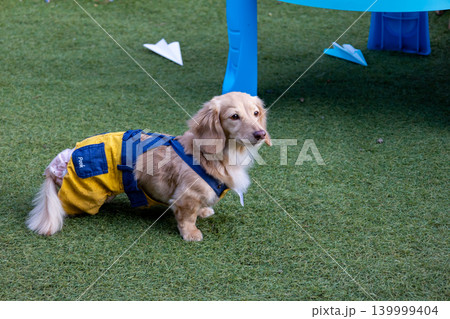 公園で遊ぶカニンヘンダックス　ダックスフンド 139999404