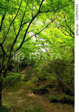 新緑に包まれた山の中の雑木林の小径 新緑に包まれた山の中の雑木林の小径 139999442