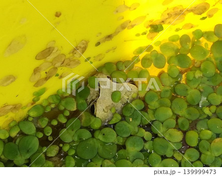 浮草の隙間からひょっこりアマガエル 浮草の隙間からひょっこりアマガエル 139999473