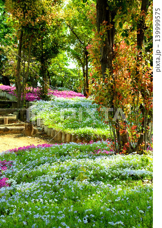 公園に咲く可憐な芝桜 公園に咲く可憐な芝桜 139999575