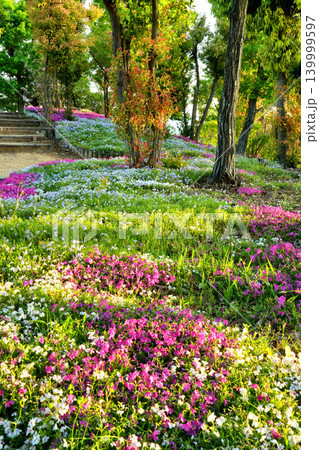 公園に咲く可憐な芝桜 139999597