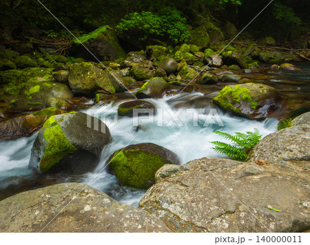 河津七滝の苔むした岩間を流れる渓流 (静岡県、河津町) 河津七滝の苔むした岩間を流れる渓流 (静岡県、河津町) 140000011