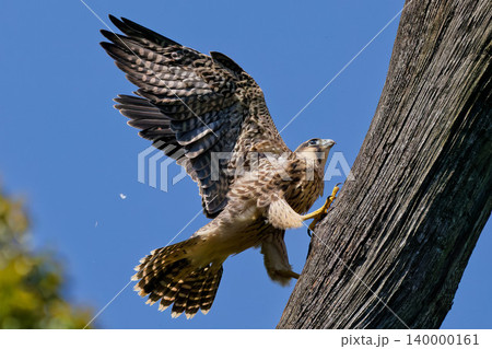 羽搏いて木を登るハヤブサの幼鳥 140000161