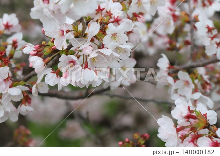 春の公園に咲く薄桃色のソメイヨシノの桜の花 春の公園に咲く薄桃色のソメイヨシノの桜の花 140000182