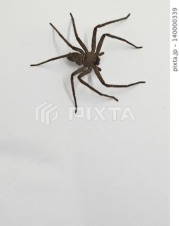 spider on white background spider on white background 140000339