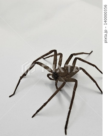 spider on white background spider on white background 140000356