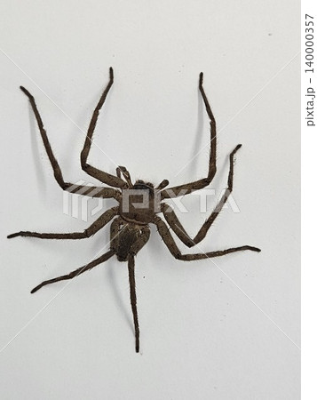 spider on white background 140000357